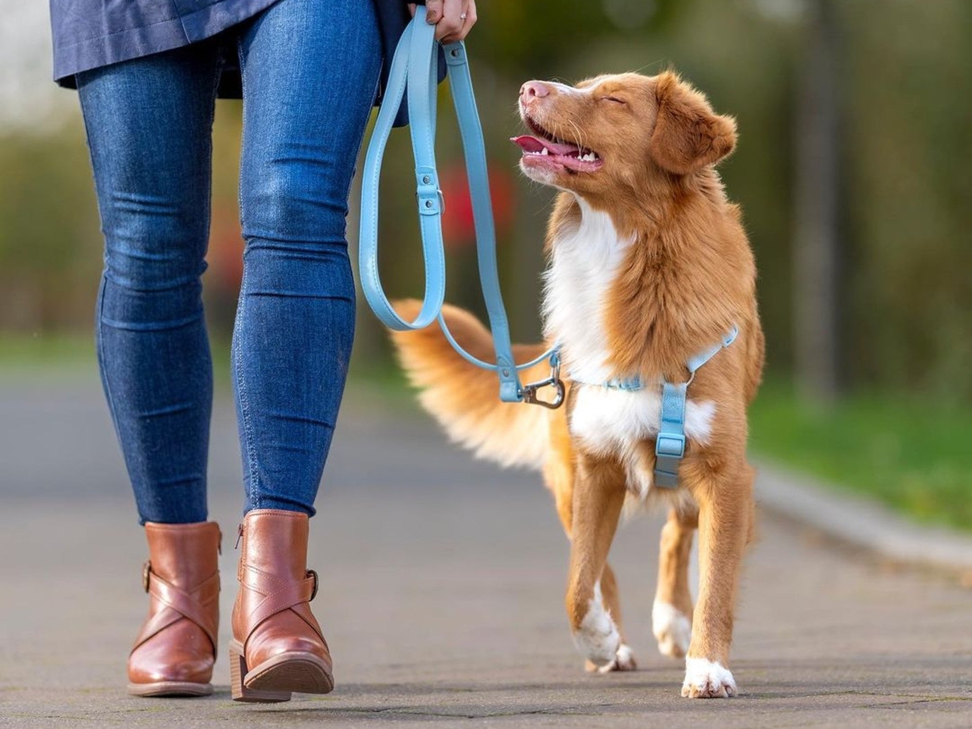 Ns best sale duck toller