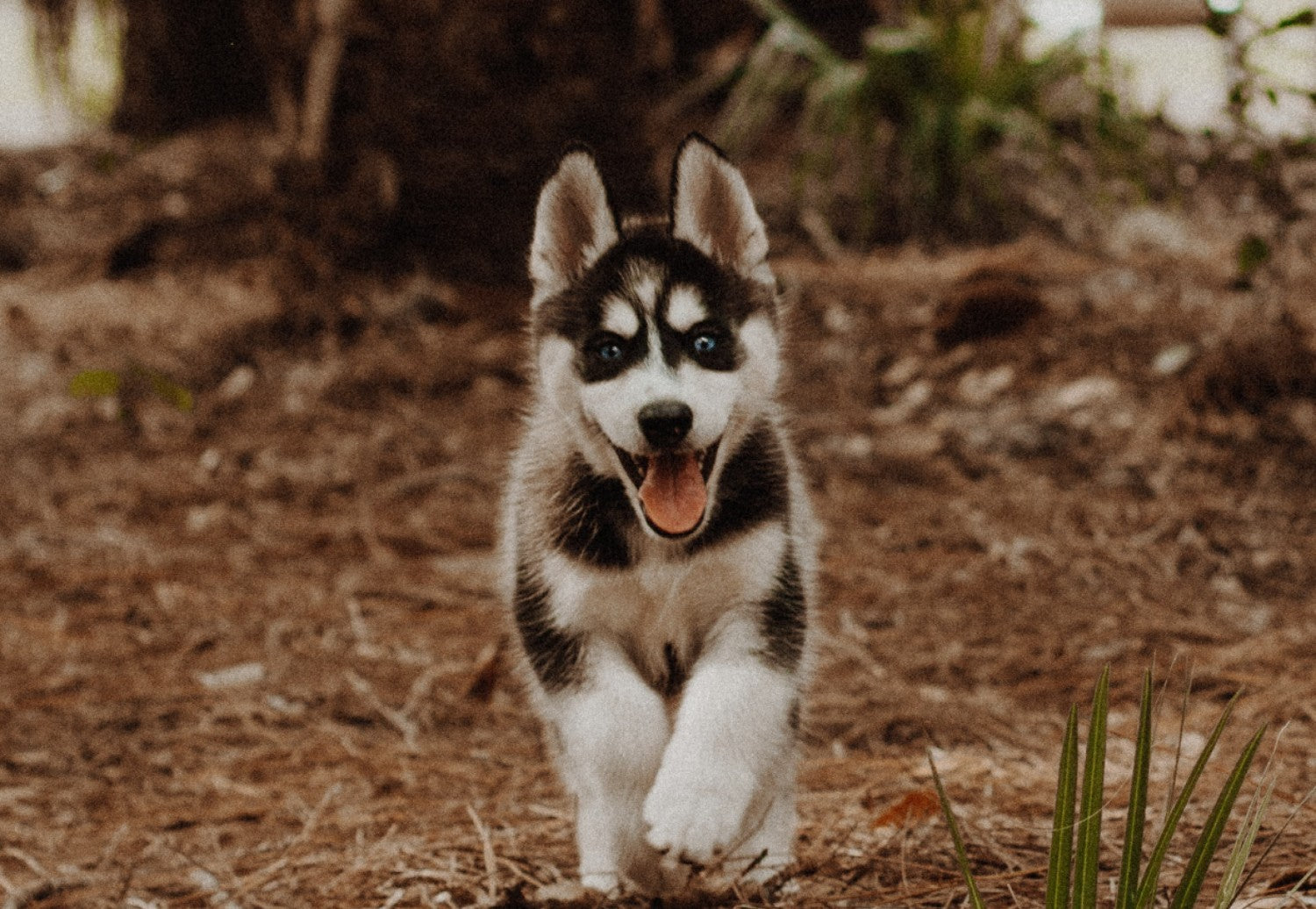 Calm puppy on sale