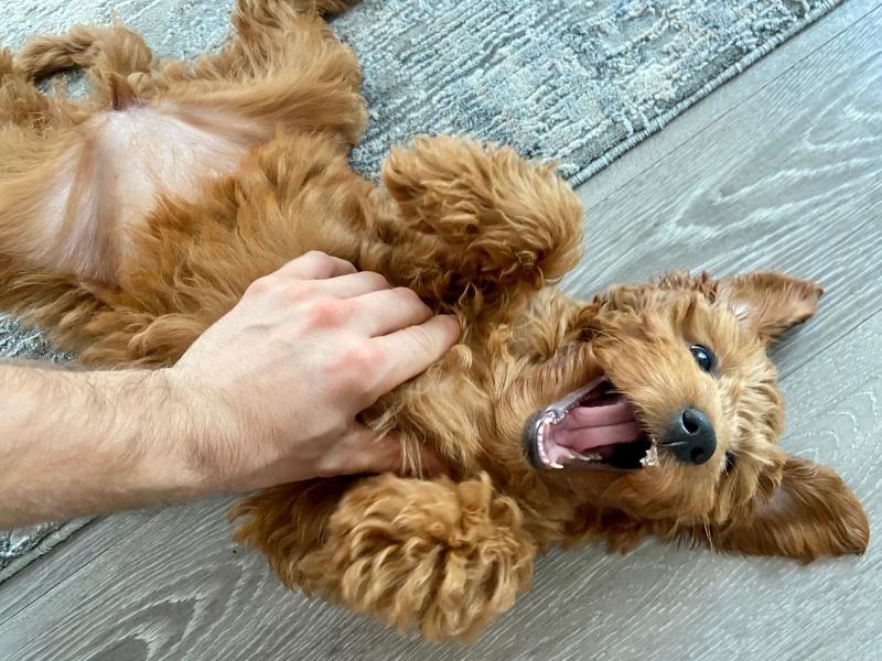 Dog constantly hot sale scratching belly