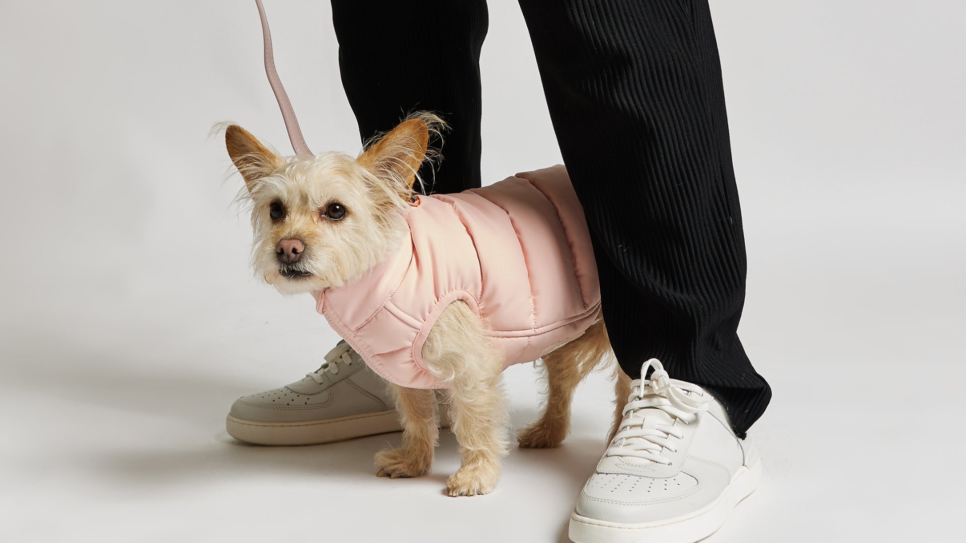 Designer on sale dog jacket