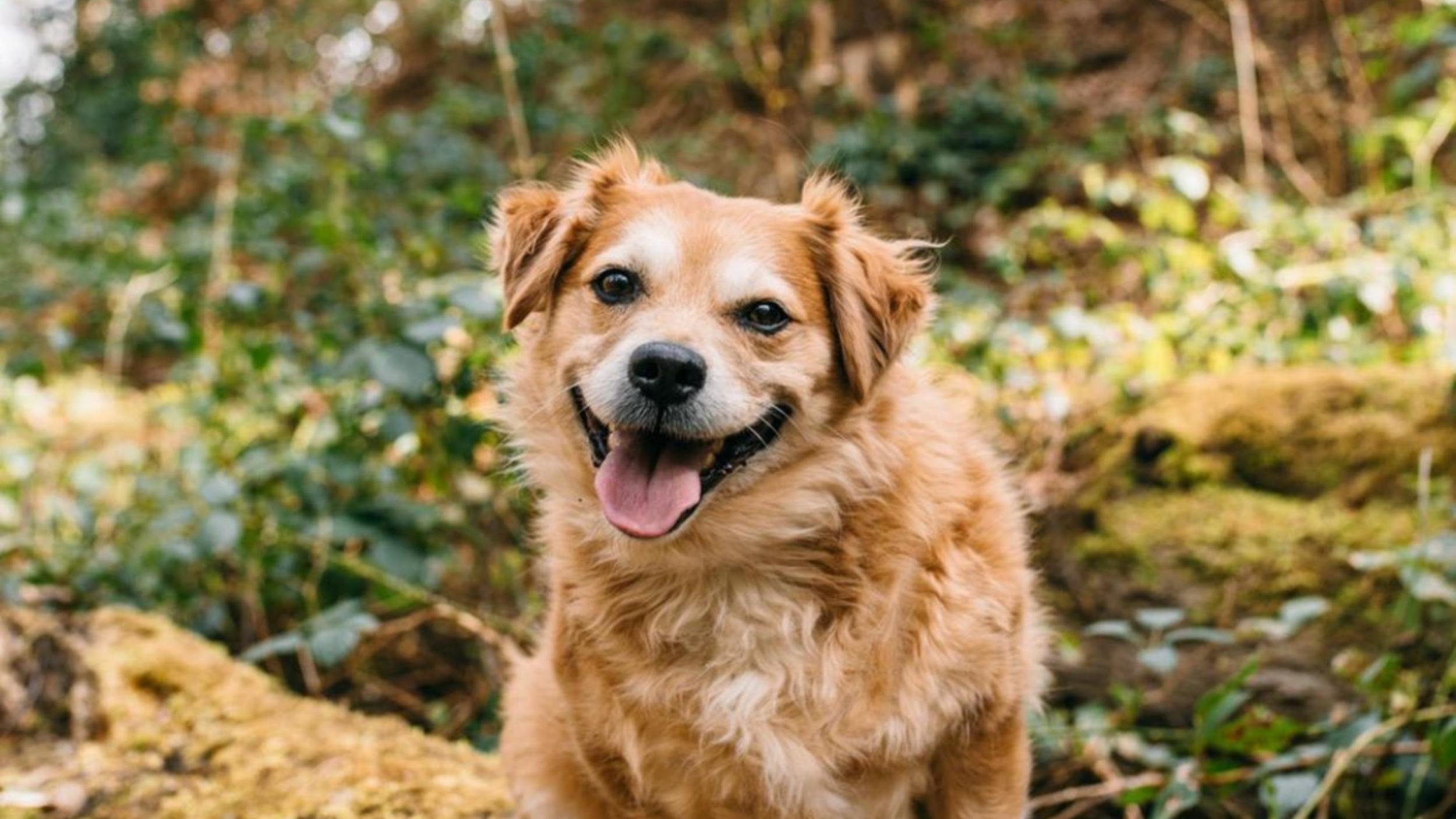 Fetch toys for outlet blind dogs