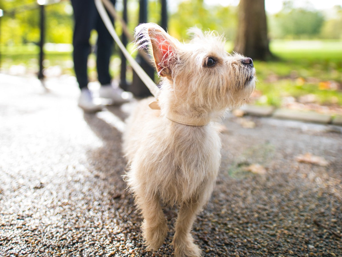 Best time to walk best sale dog in hot weather