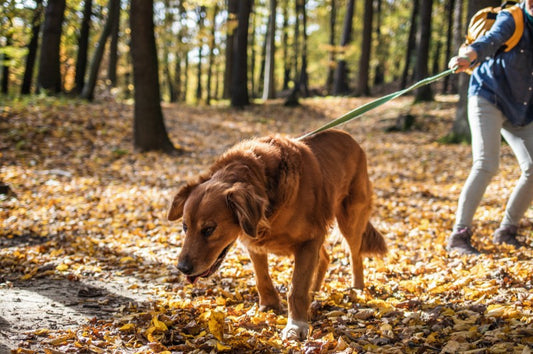 How To Stop Dog Pulling On Lead