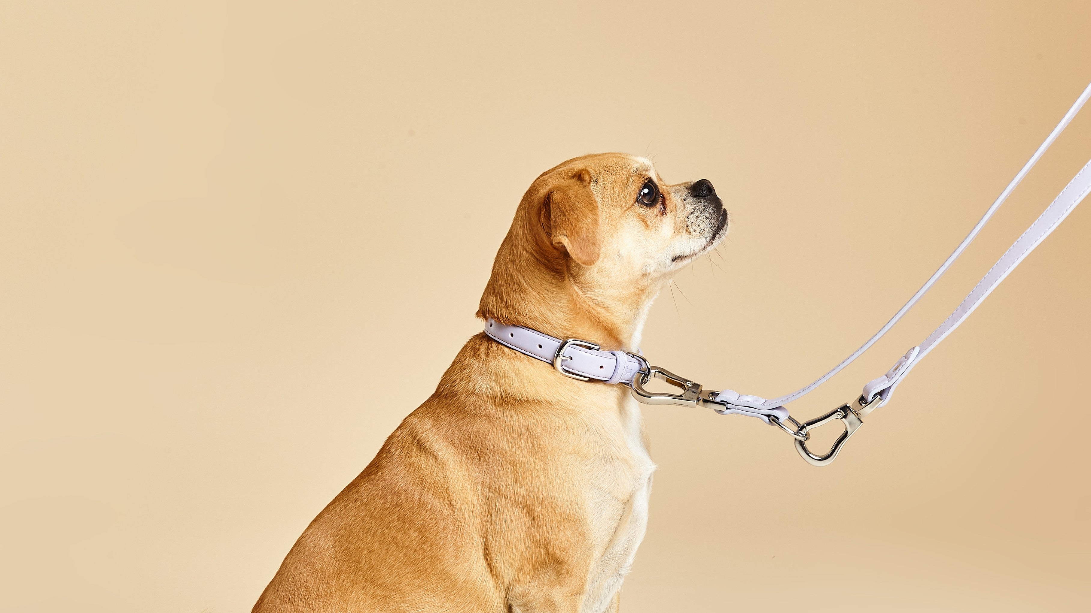 Short dog best sale leads uk