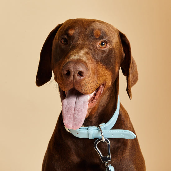 Collar and Lead Set in Coastal Blue, by Barc London