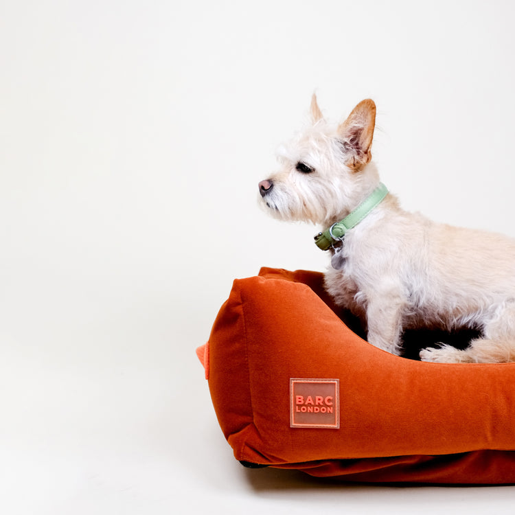 Rust Orange Premium Everyday Bed