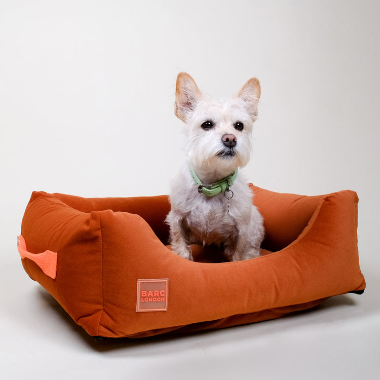 Rust Orange Premium Everyday Bed