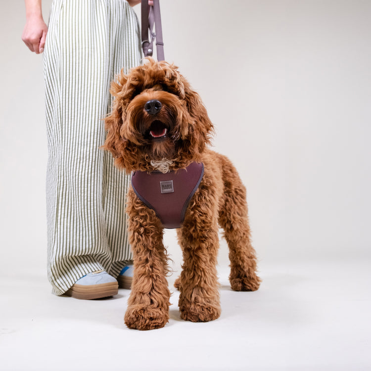 Russet Brown Easy Fit Dog Harness