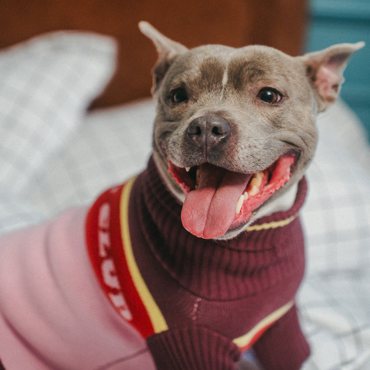 Holiday Club Knitted Dog Jumper, Pink