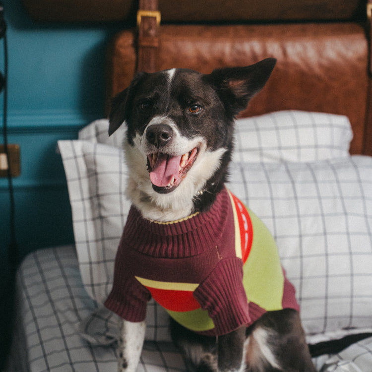 Out Of Office Knitted Dog Jumper