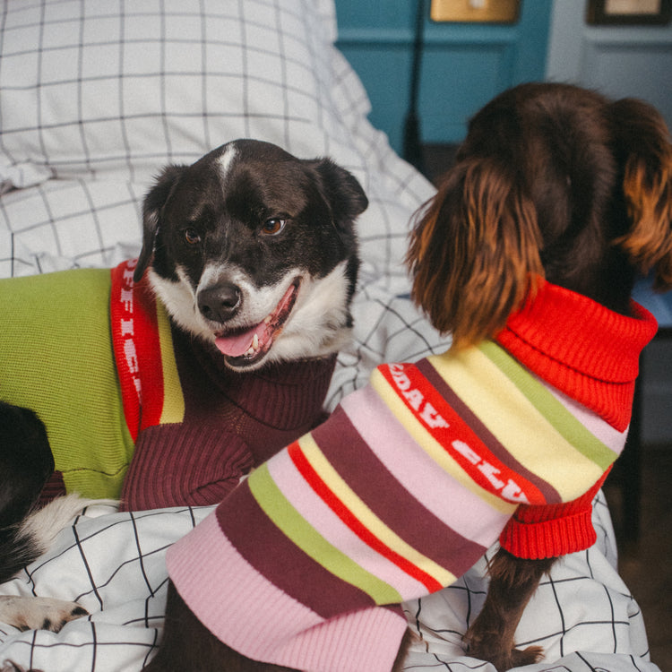 Holiday Club Knitted Dog Jumper, Stripes