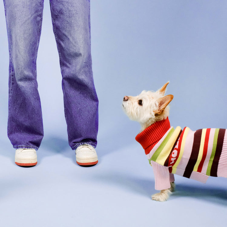 Holiday Club Knitted Dog Jumper, Stripes