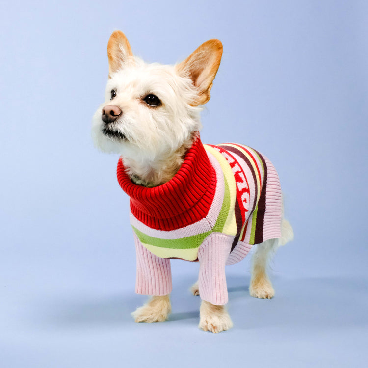 Holiday Club Knitted Dog Jumper, Stripes