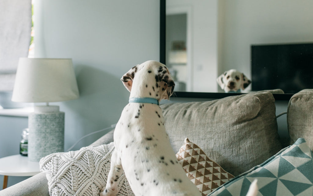 Puppy Sitting On Sofa Looking In The Mirror