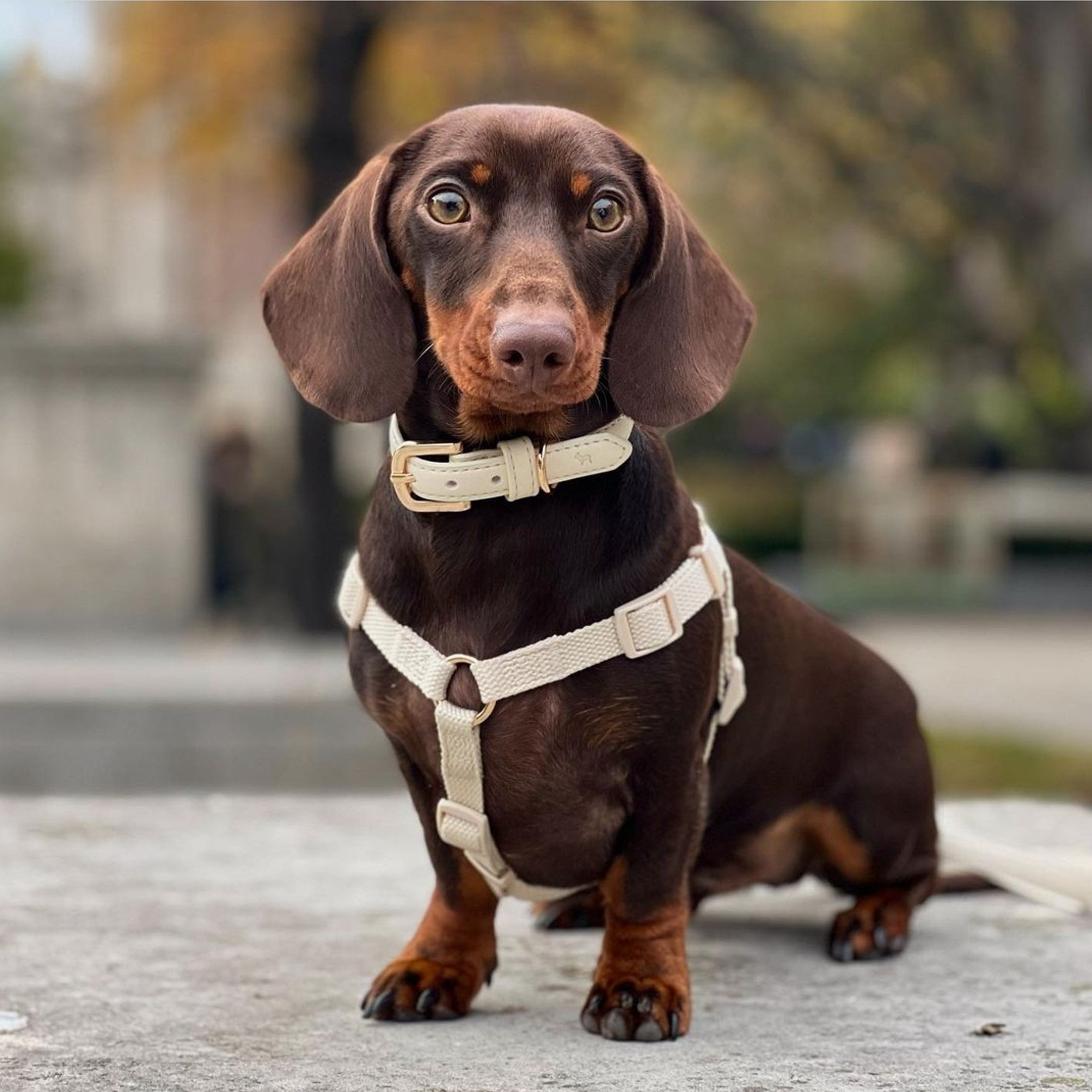 Rural king dog clearance harness