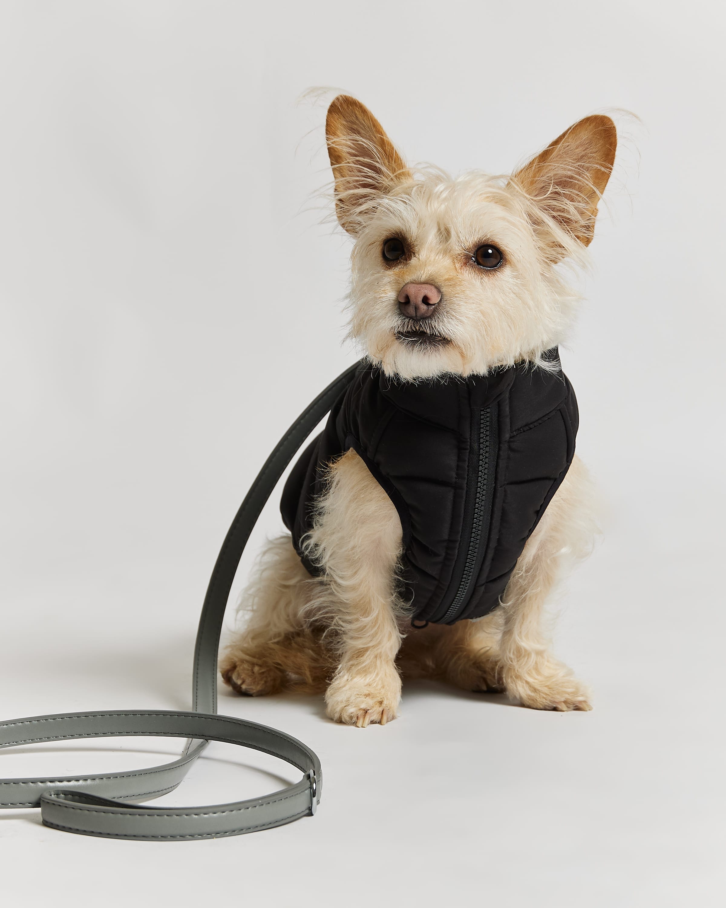 Reversible Dog Puffer Jacket in Black Off White Barc London