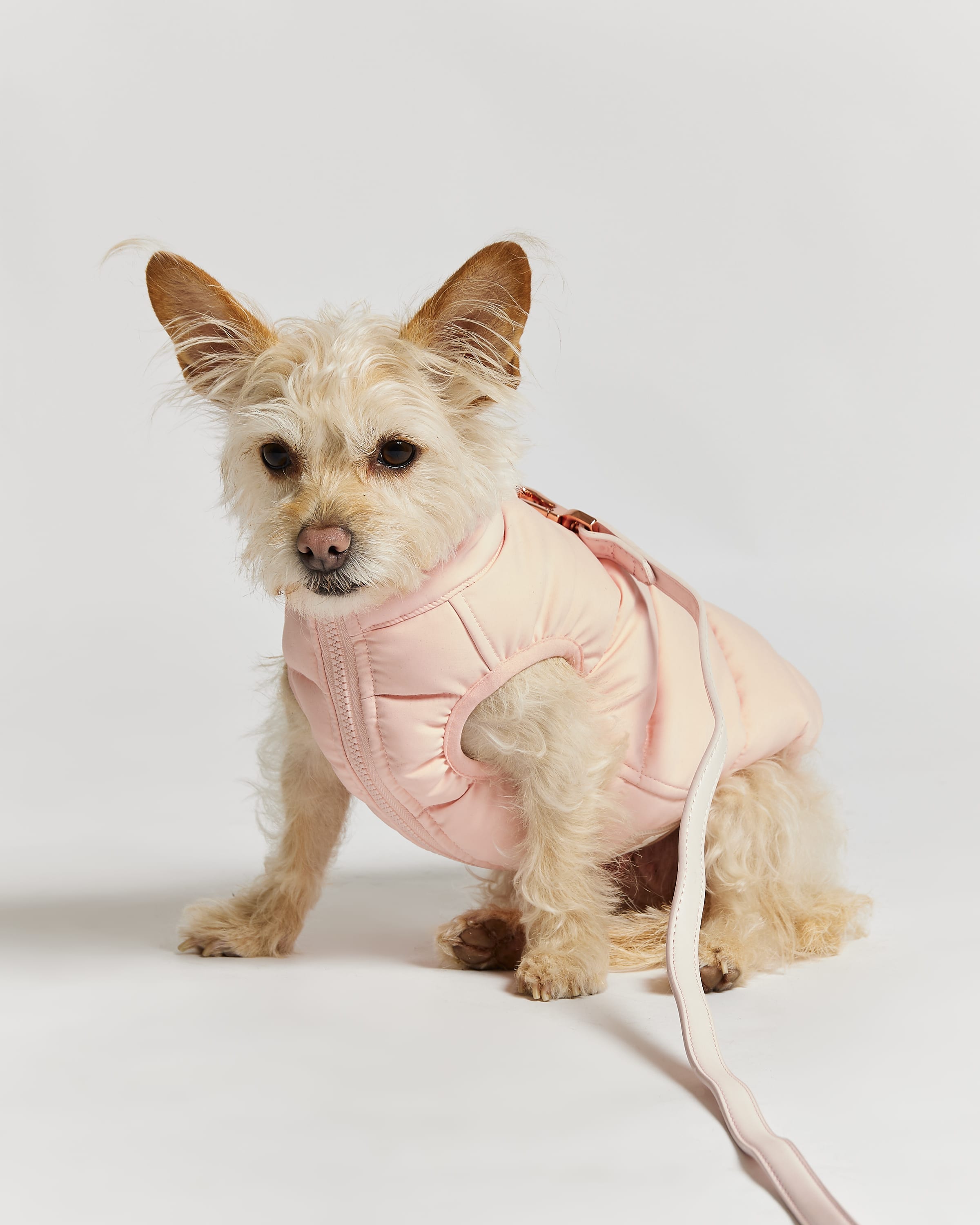 Pink dog discount puffer jacket