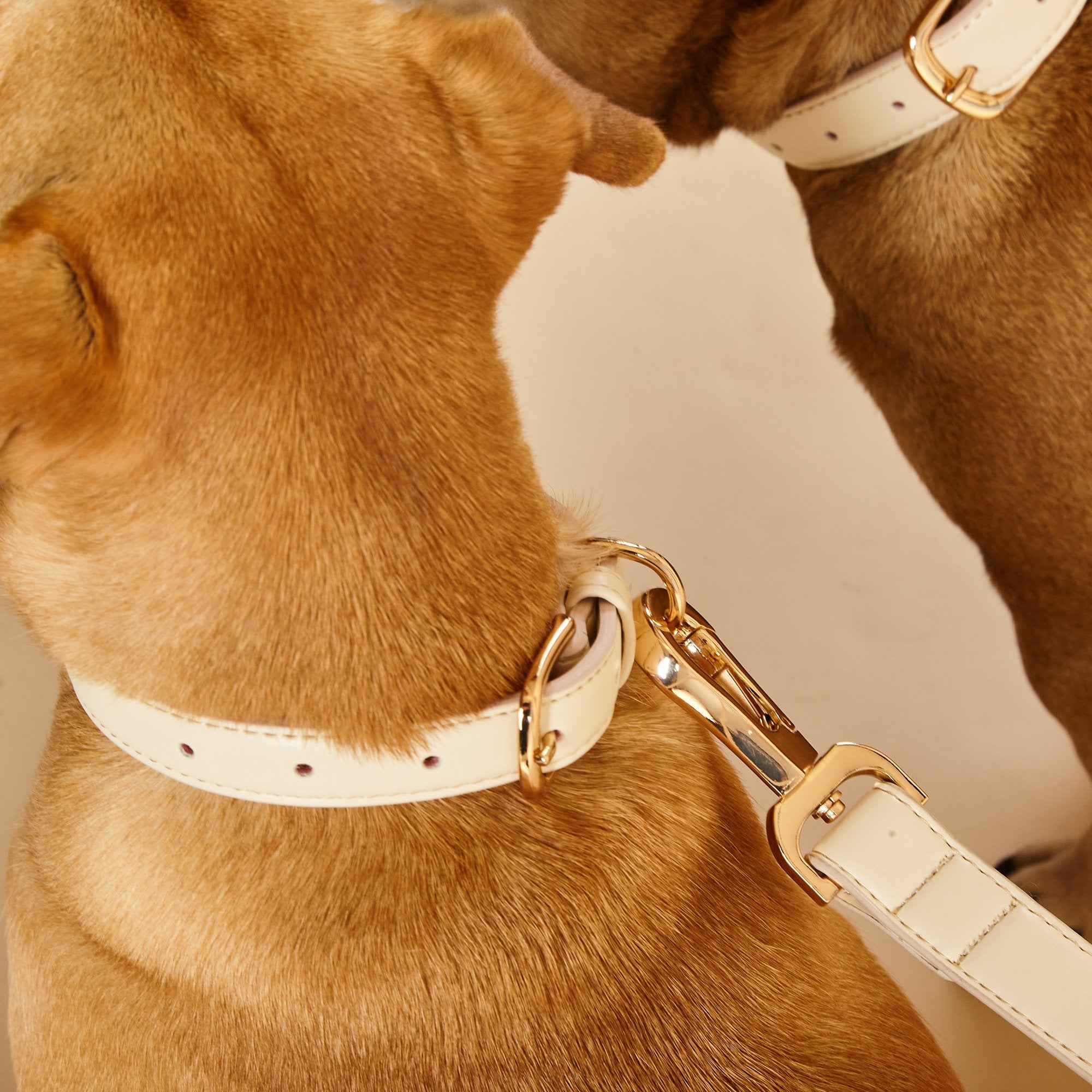 Ivory 2025 dog collar